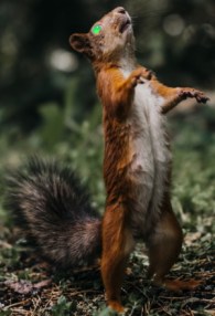 NerdCon - Grünäugieges besessenes 