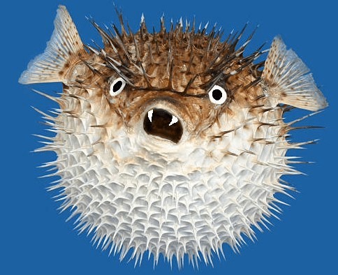 Angefressener Vampir-Kugelfisch